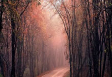 天涯神贴双色球